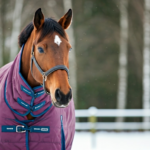 Mastering Horse Rugs: Keep Your Horse Warm in Winter